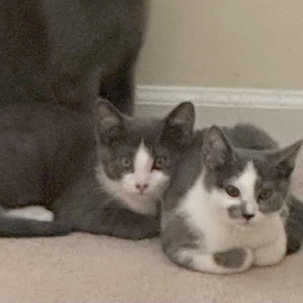 Enlarge Frack, a Adoptable Domestic Short Hair in Medina, OH image 1/3