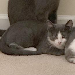 Enlarge Frack, a Adoptable Domestic Short Hair in Medina, OH image 2/3