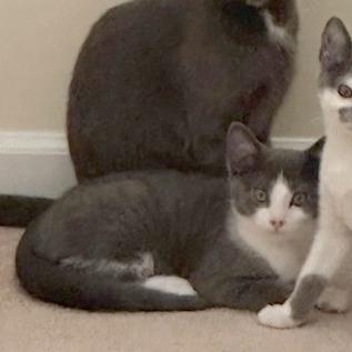 Enlarge Frack, a Adoptable Domestic Short Hair in Medina, OH image 3/3