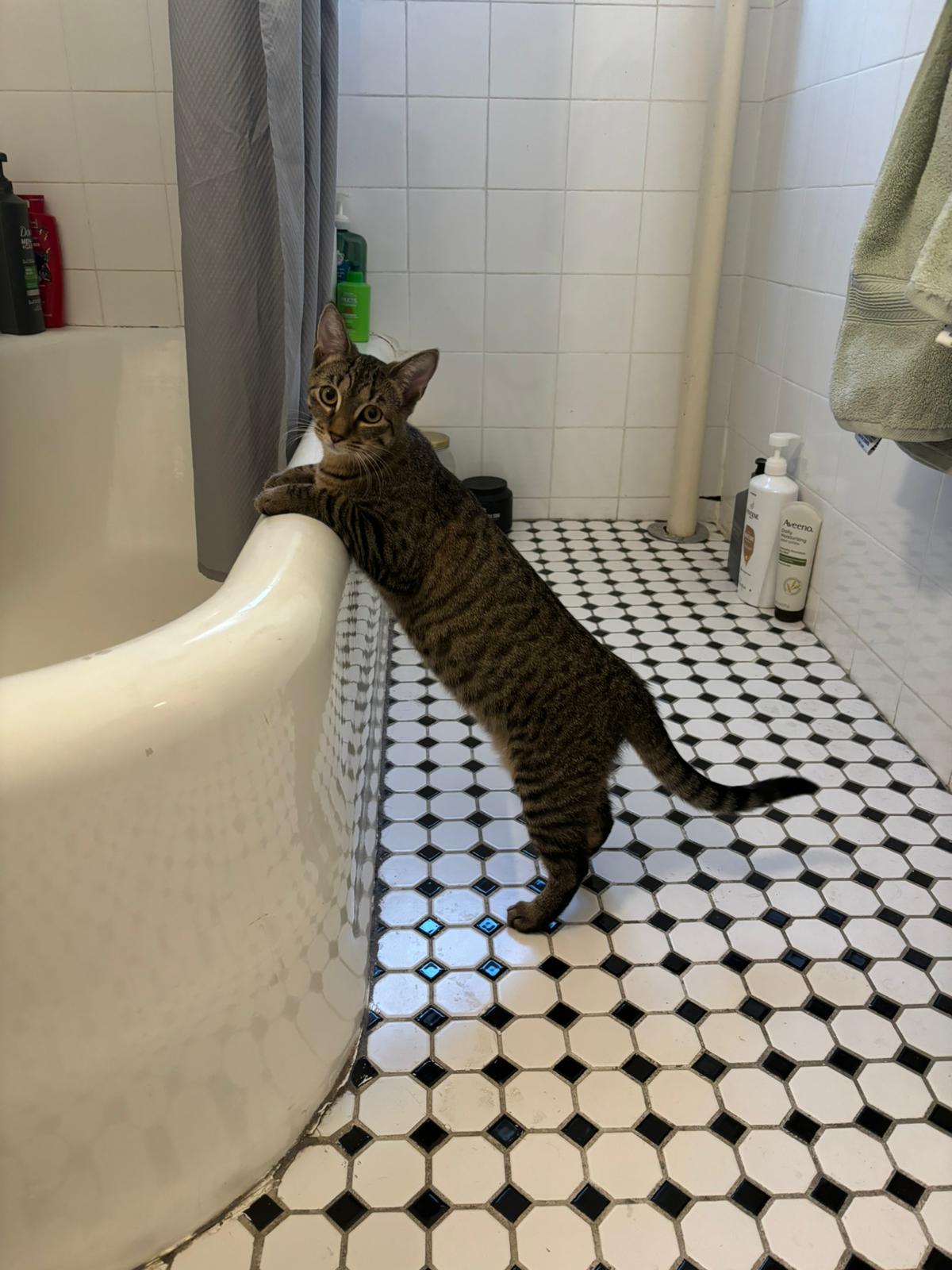 Murphy, an adopted Domestic Short Hair in New York, NY image 2/4