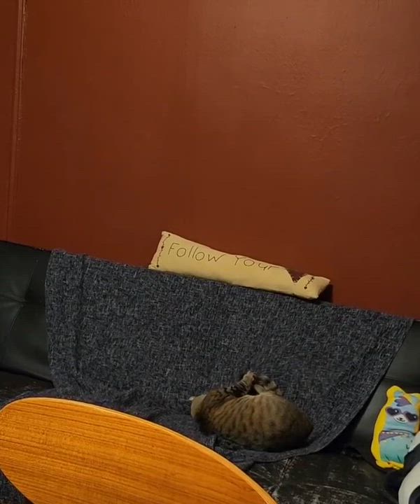 Enlarge Murphy, an adopted Domestic Short Hair in New York, NY video 4/4