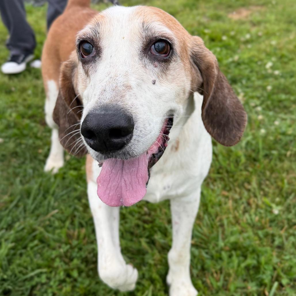 Albert (In Foster), Adoptable, Senior Male Hound & Mixed Breed.