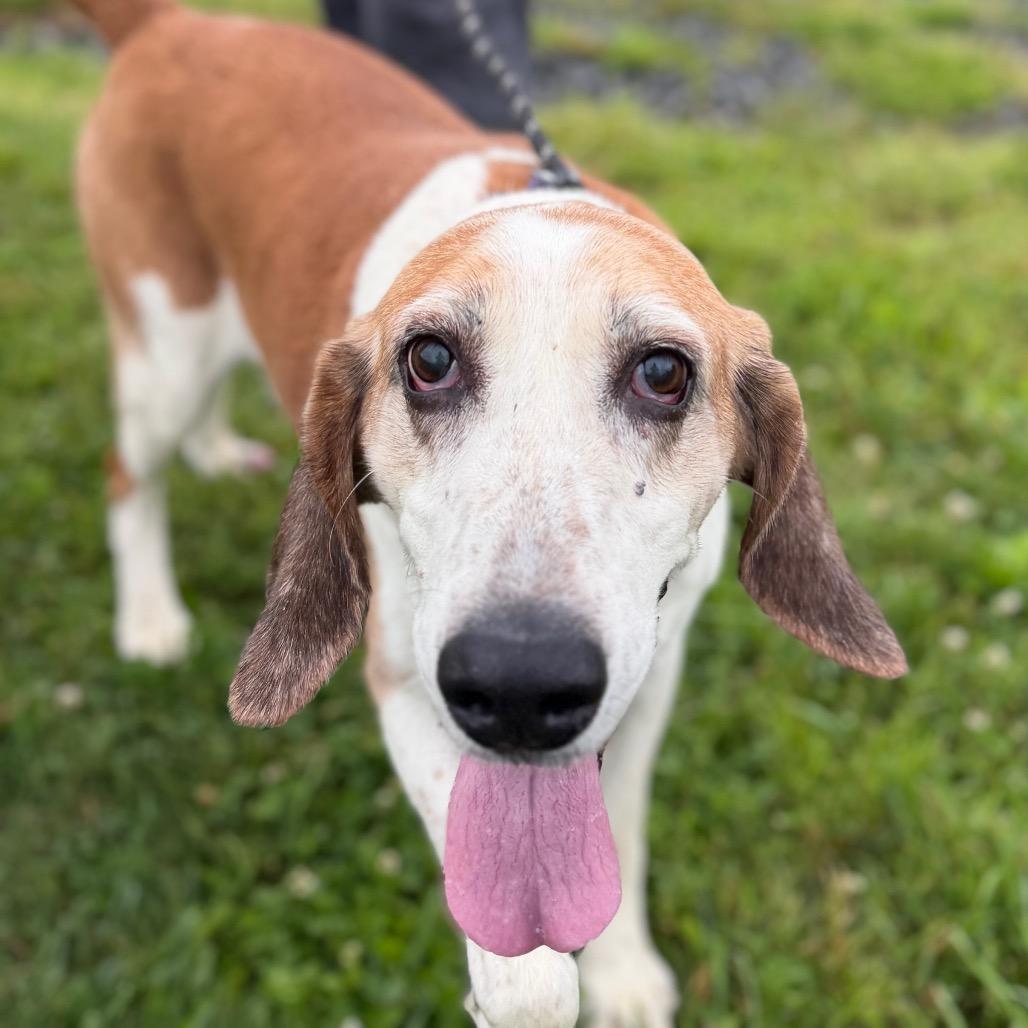 Enlarge Albert (In Foster), a Adoptable mixed breed in Marshall, VA image 2/2