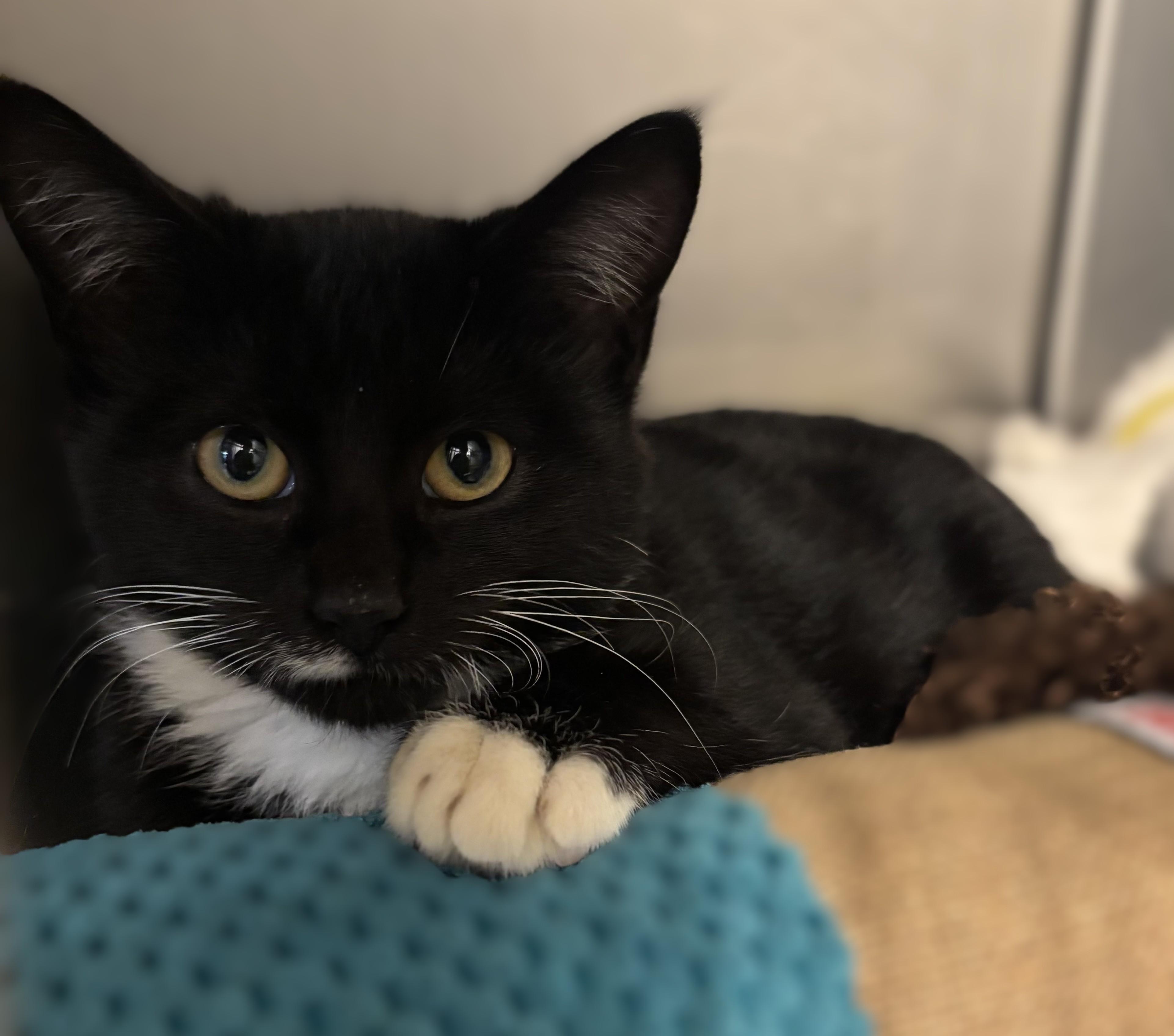 KITTEN: Precious, adopted, Kitten Female Domestic Short Hair.