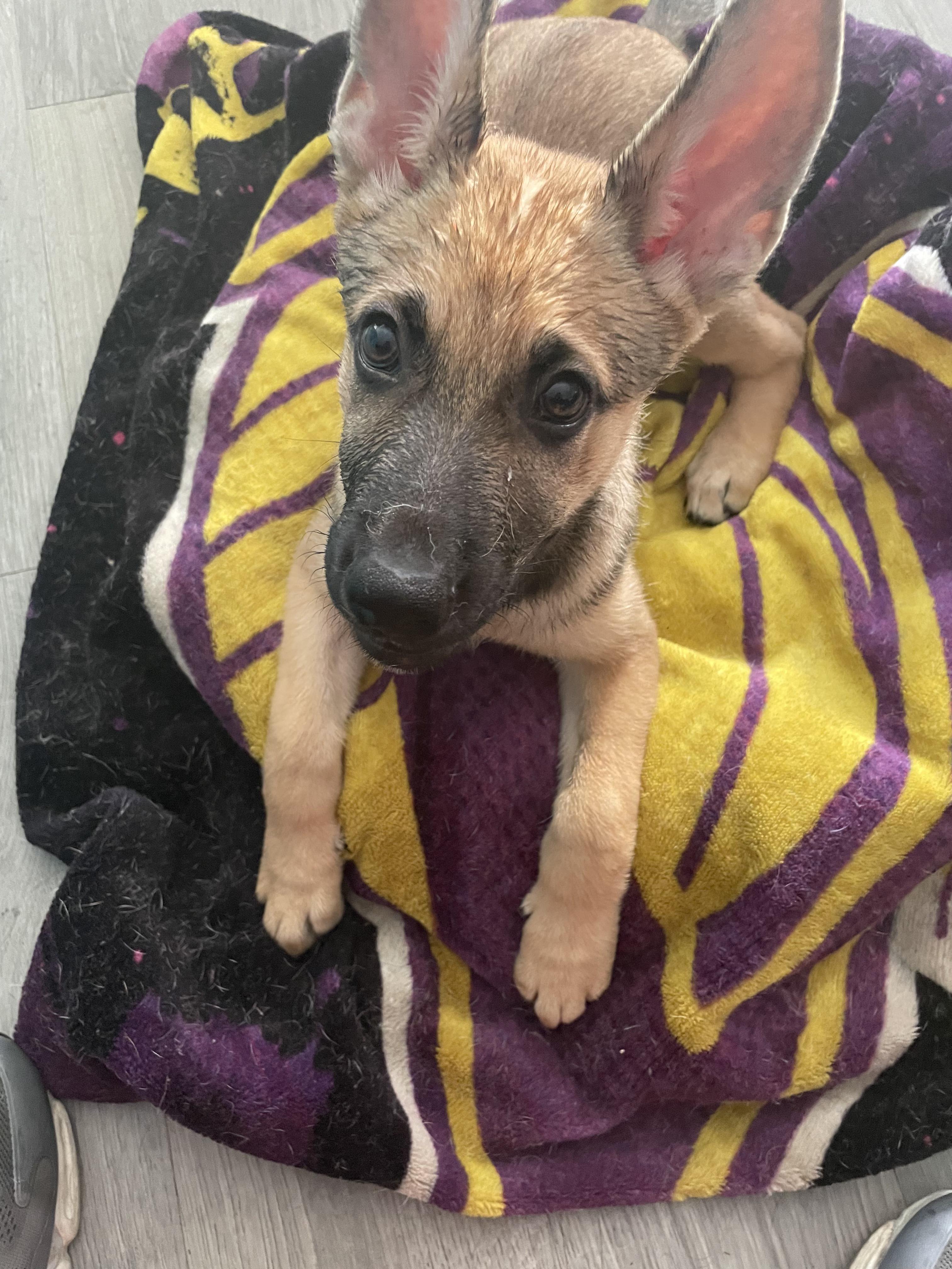 Baby Saffron!!