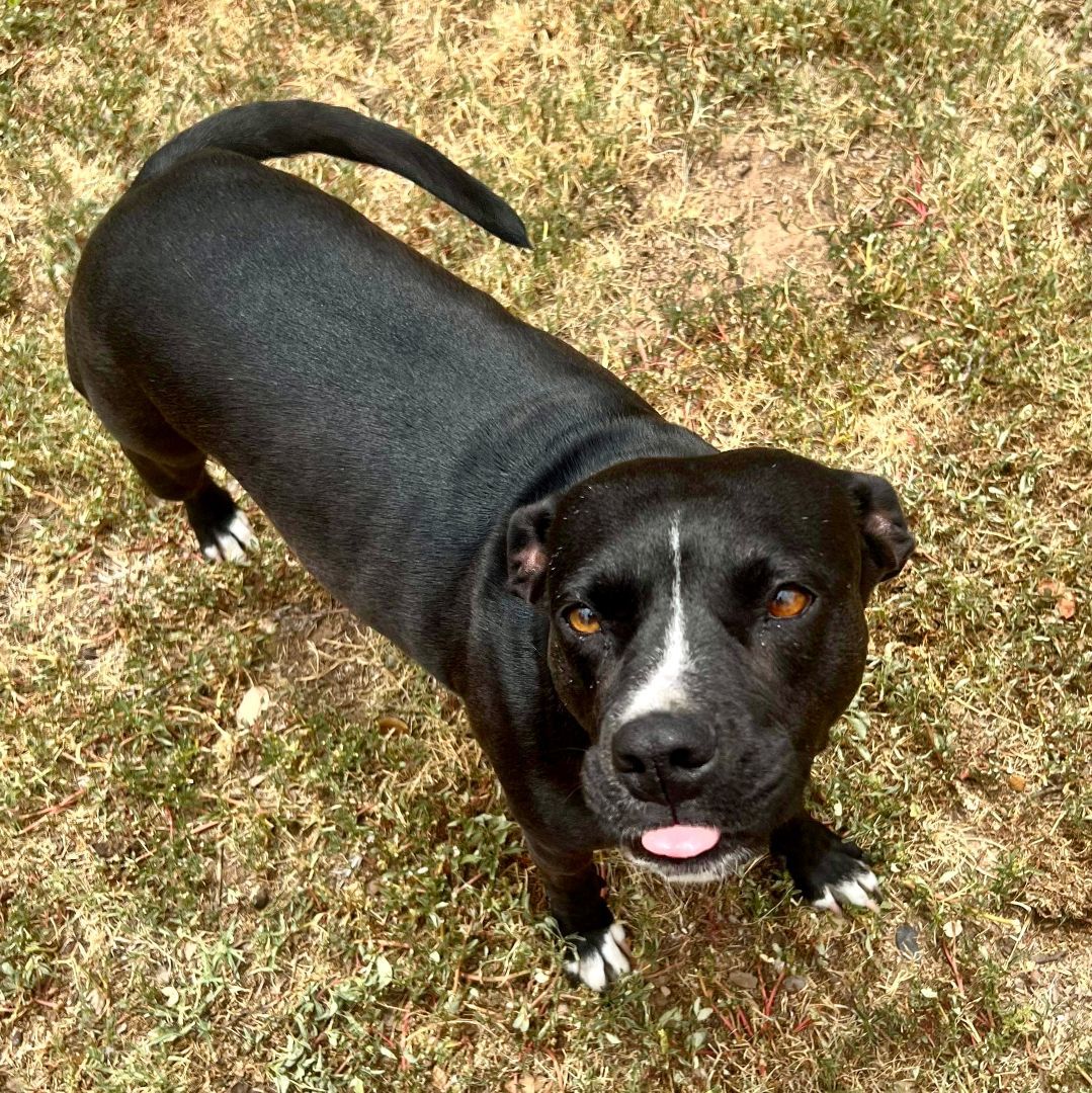 Enlarge Dolly, a Adoptable mixed breed in Snyder, TX image 1/6