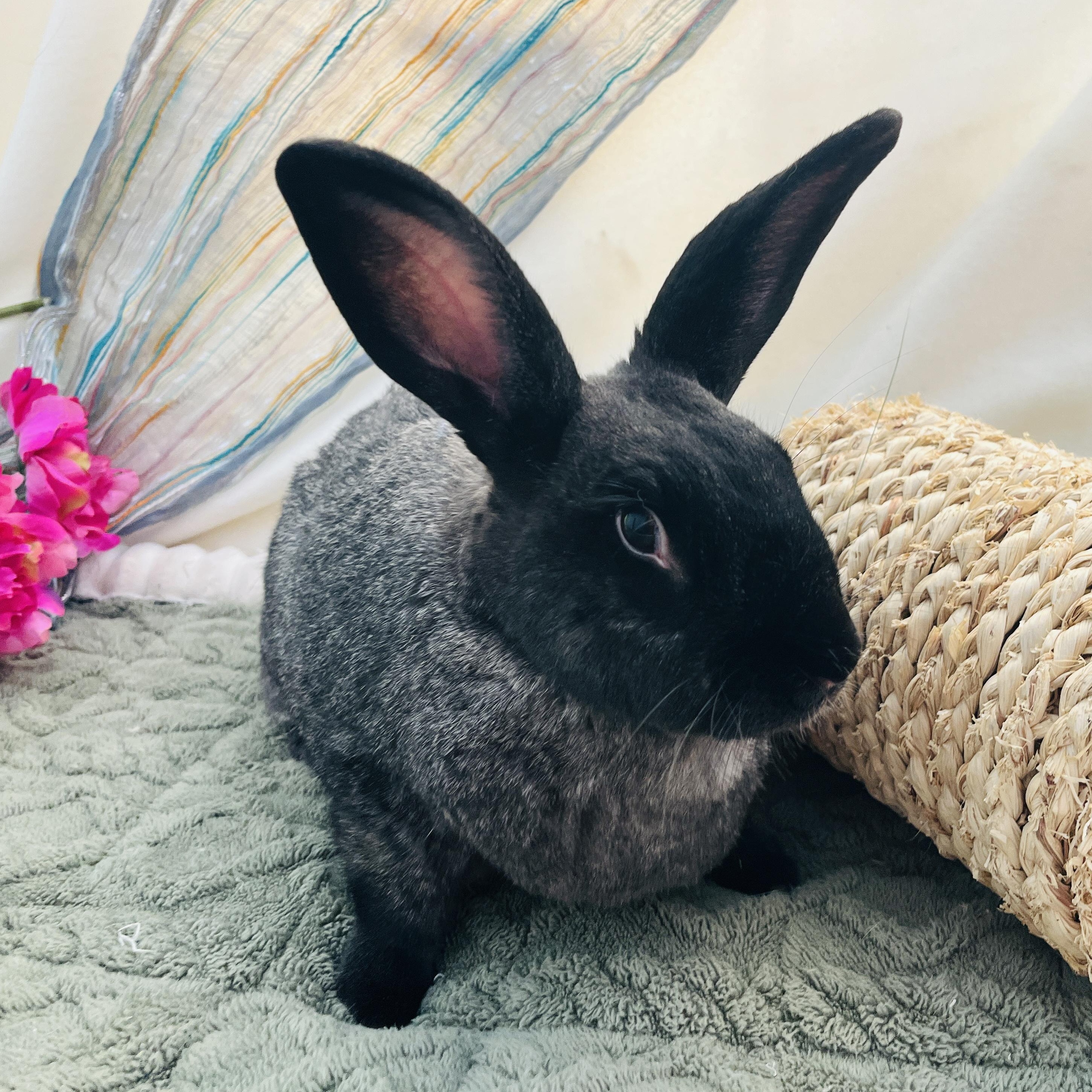 Luna, a ADOPTABLE American in Oakland, CA image 2/6
