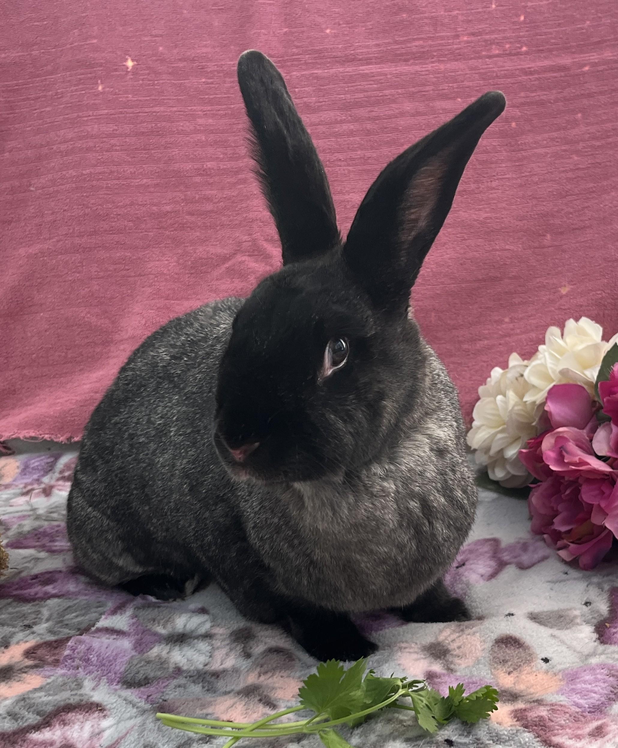 Luna, ADOPTABLE, Adult Female American.