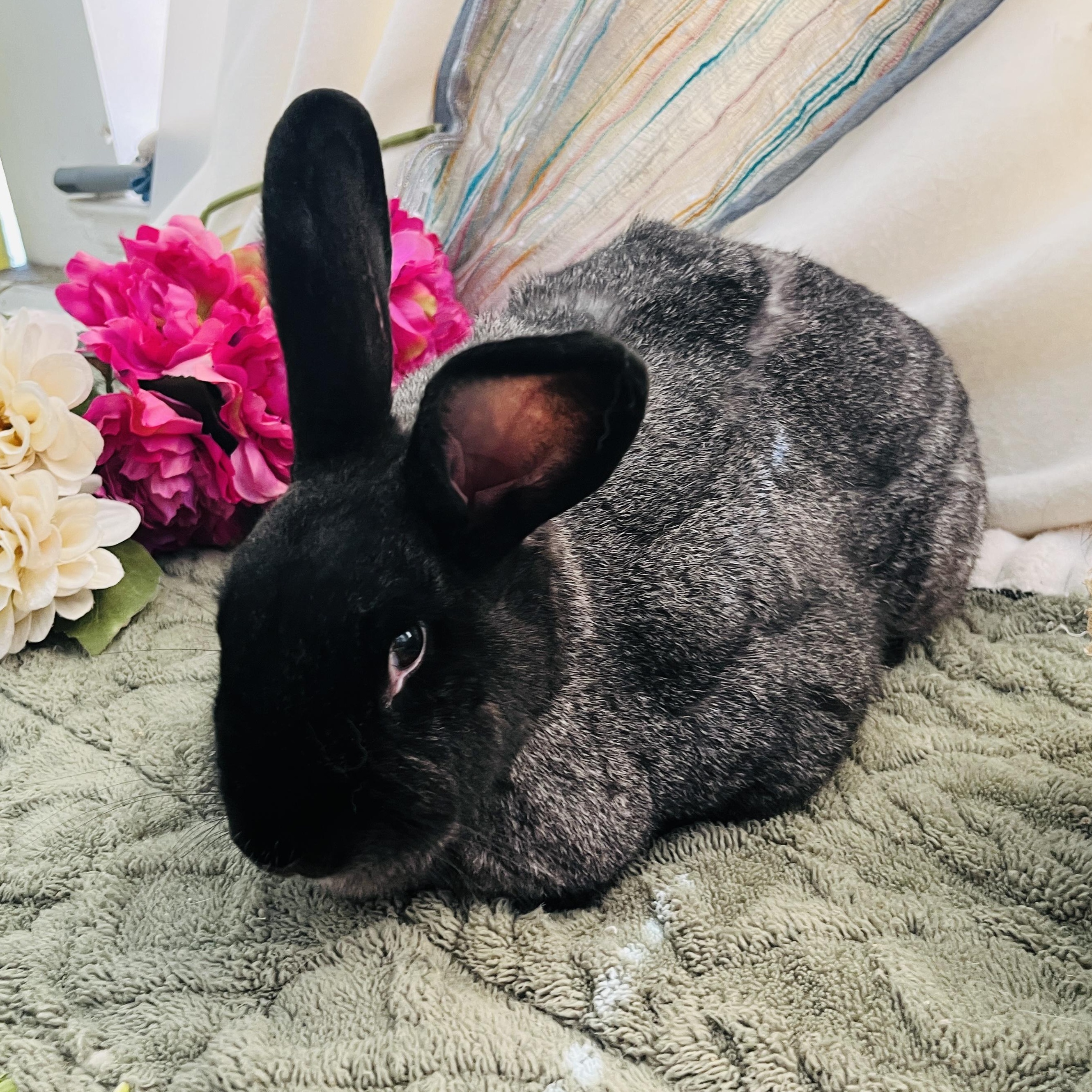 Luna, ADOPTABLE, Adult Female American.