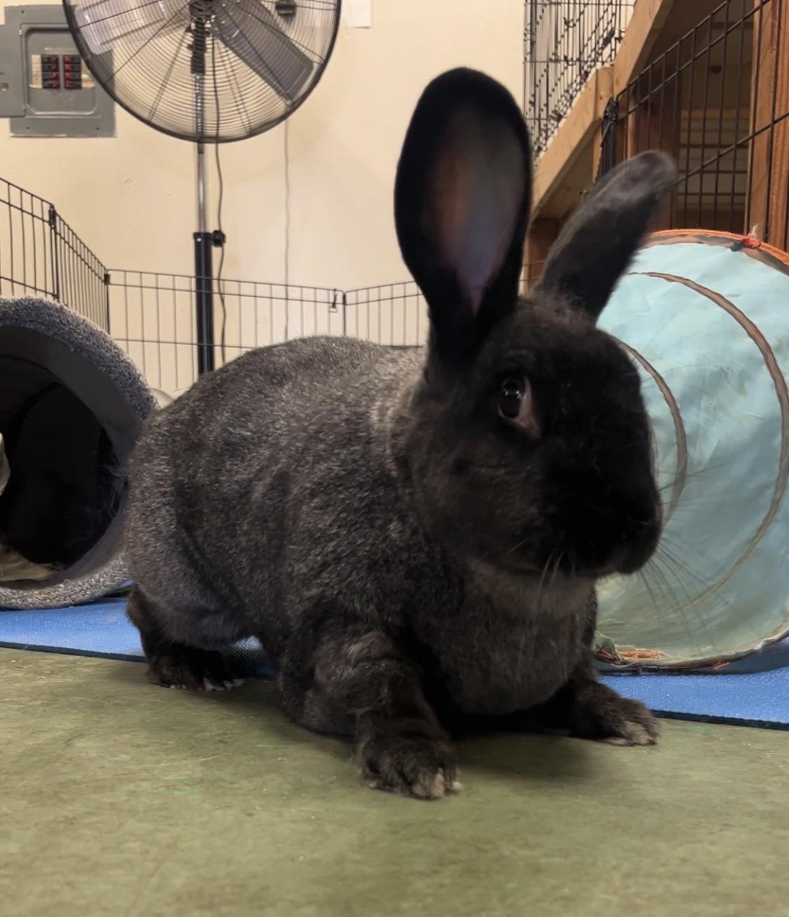Enlarge Luna, a ADOPTABLE American in Oakland, CA image 5/6