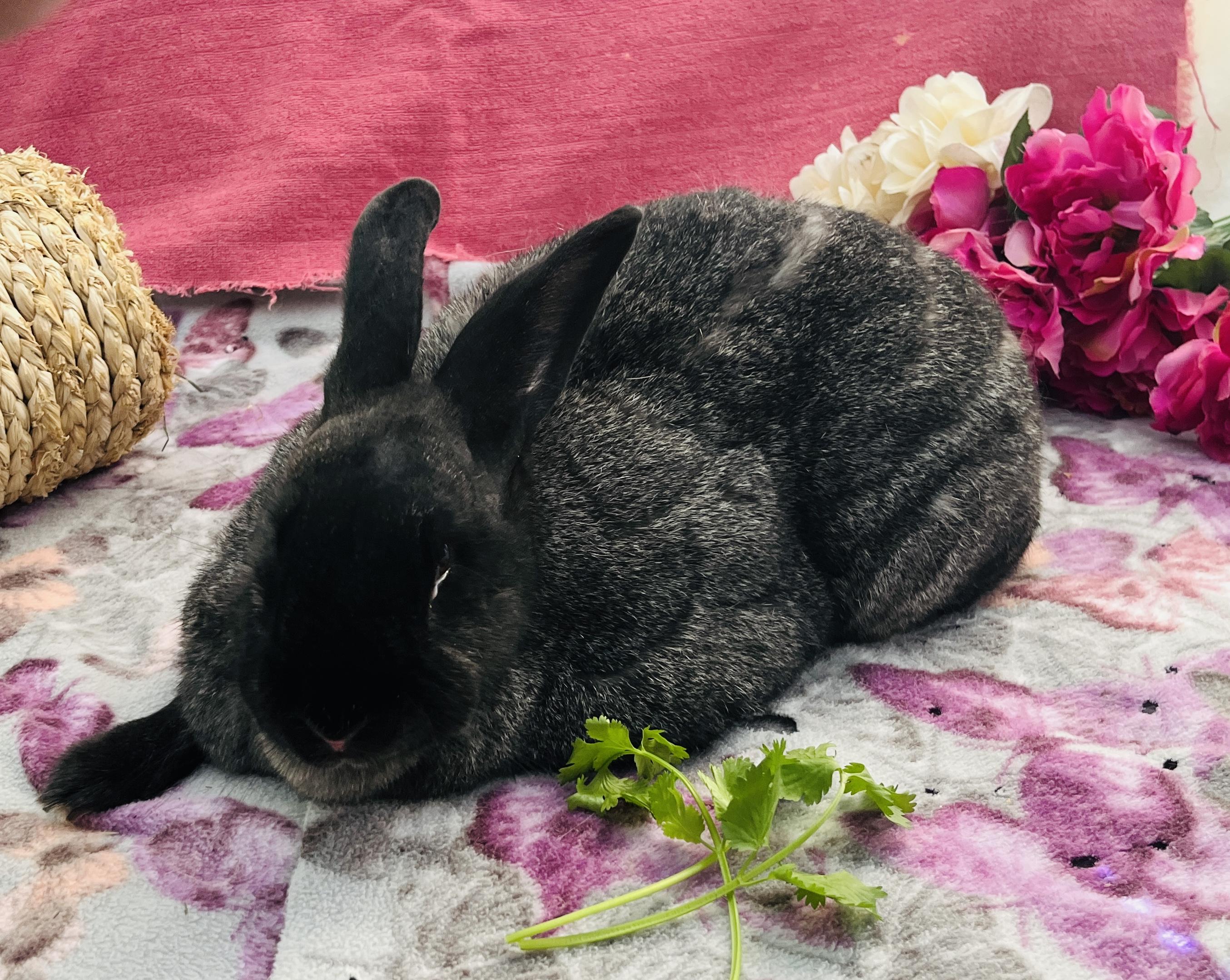 Luna, a ADOPTABLE American in Oakland, CA image 6/6