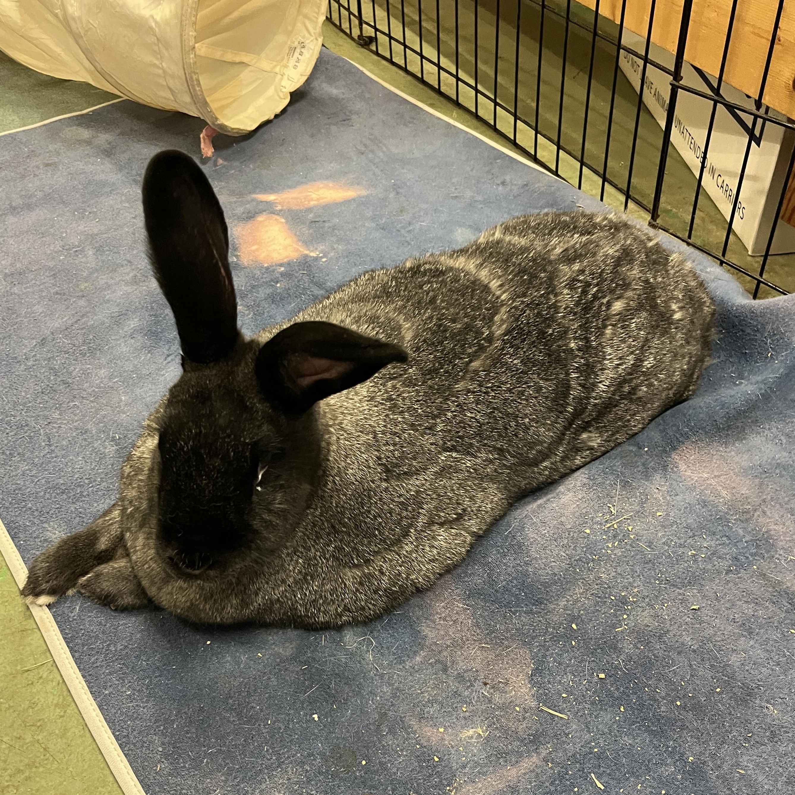 Luna, a ADOPTABLE American in Oakland, CA image 3/6