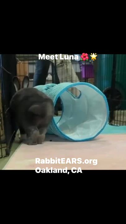 Enlarge Luna, a ADOPTABLE American in Oakland, CA video 2/6