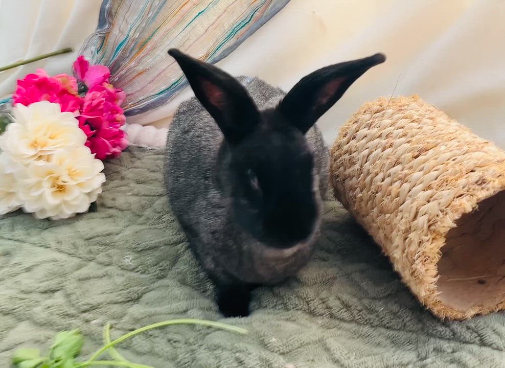 Enlarge Luna, a ADOPTABLE American in Oakland, CA video 4/6