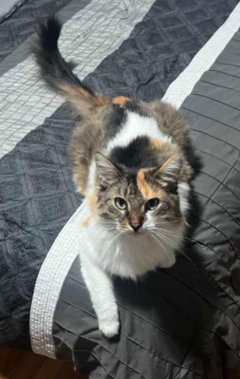 Enlarge Elvira, a Adoptable Domestic Long Hair in Livonia, MI image 1/3