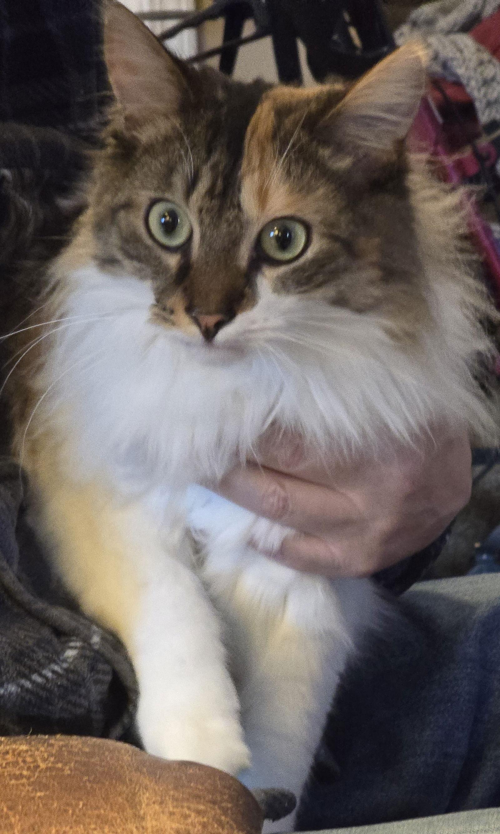 Enlarge Elvira, a Adoptable Domestic Long Hair in Livonia, MI image 2/3