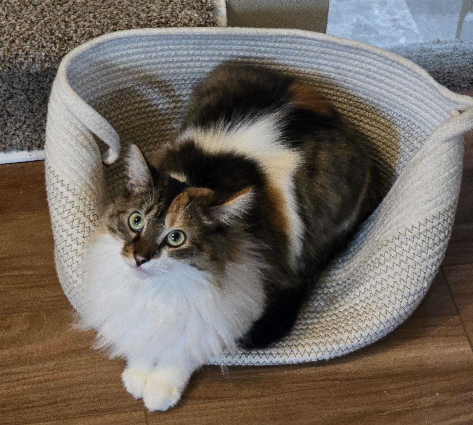 Enlarge Elvira, a Adoptable Domestic Long Hair in Livonia, MI image 3/3