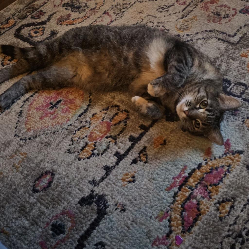 Eloise, Adoptable, Senior Female Domestic Short Hair.