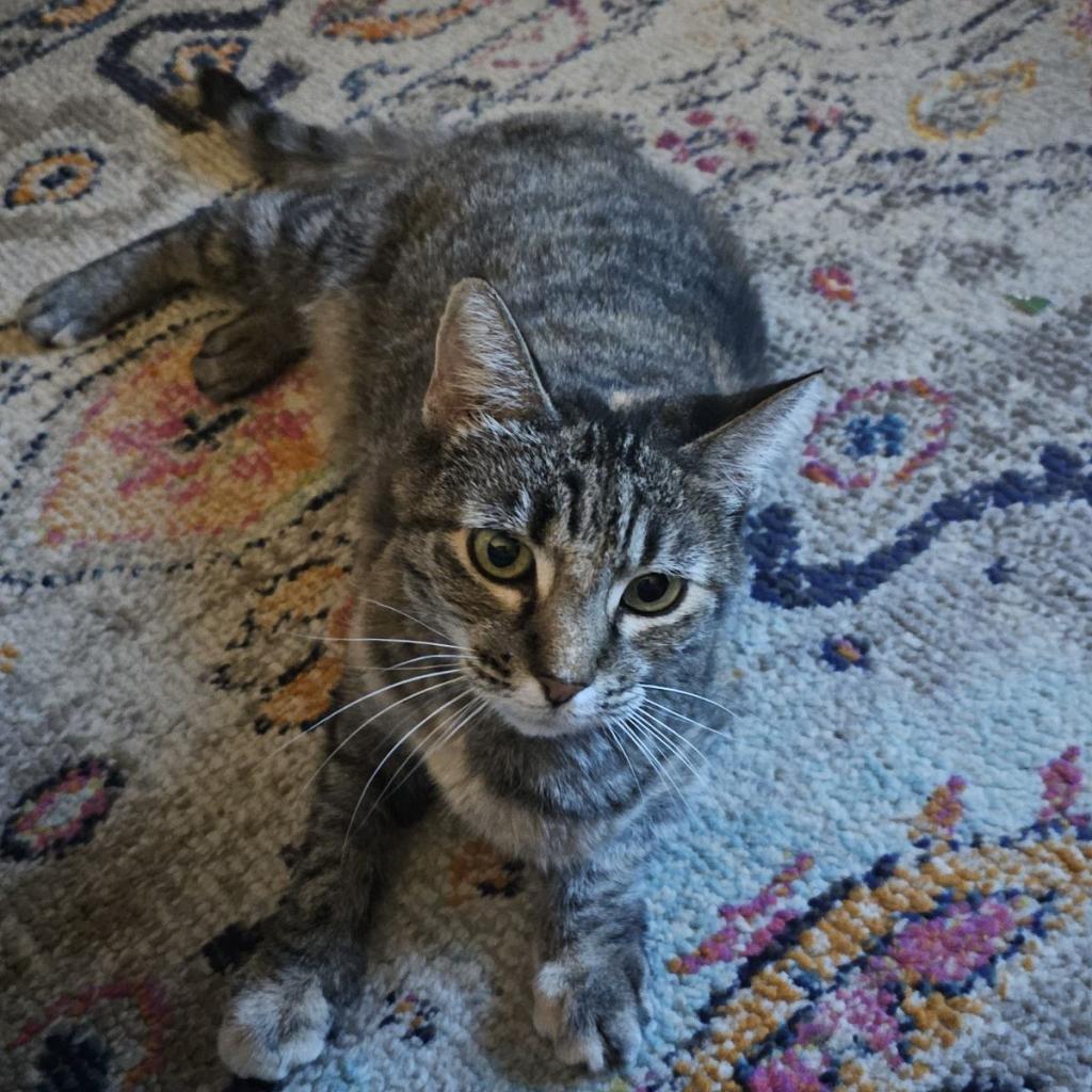 Enlarge Eloise, a Adoptable Domestic Short Hair in Las Vegas, NV image 2/6