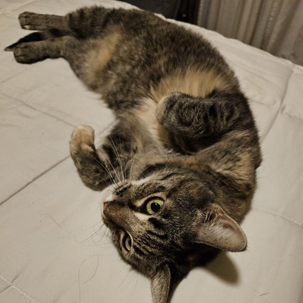 Enlarge Eloise, a Adoptable Domestic Short Hair in Las Vegas, NV image 3/6