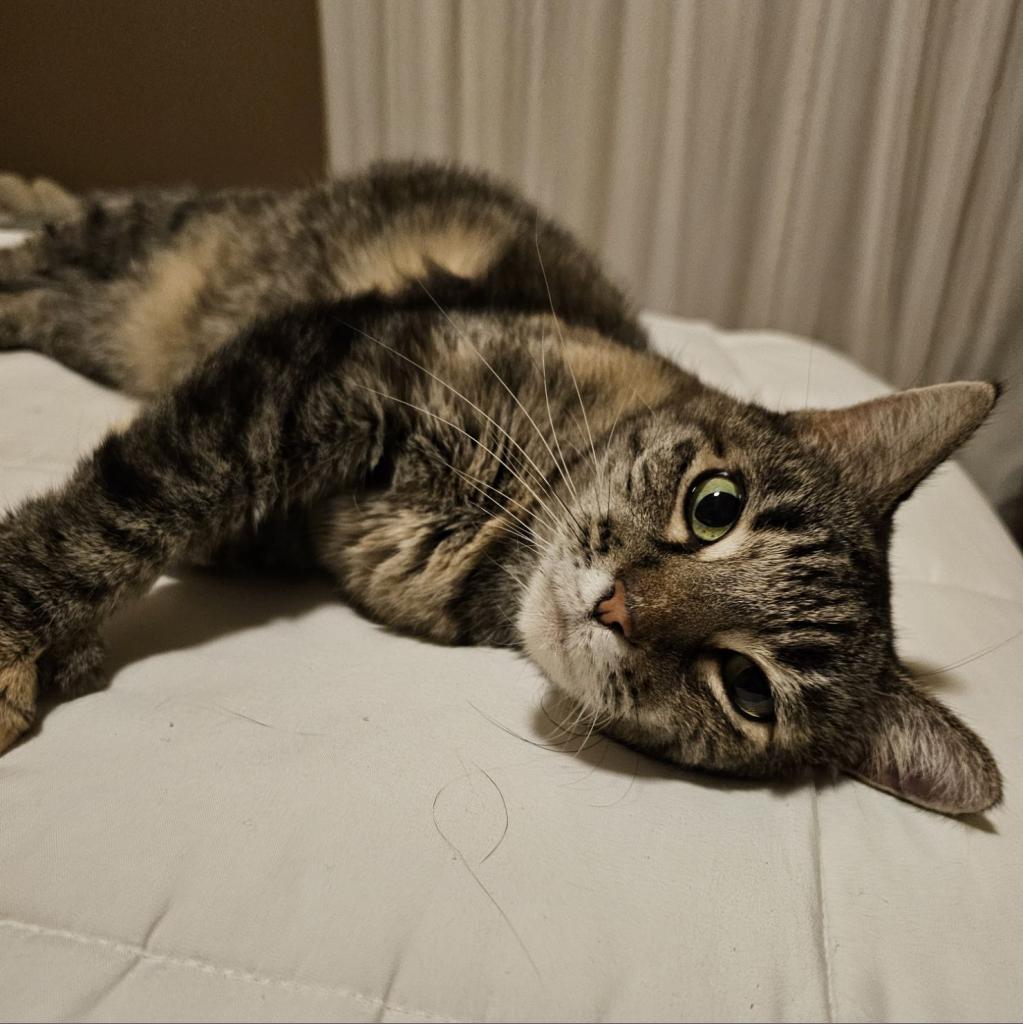 Enlarge Eloise, a Adoptable Domestic Short Hair in Las Vegas, NV image 4/6