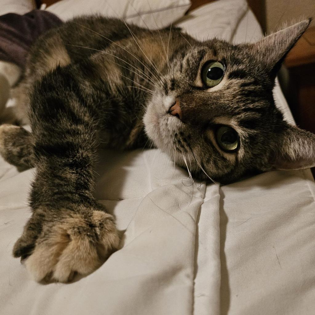 Enlarge Eloise, a Adoptable Domestic Short Hair in Las Vegas, NV image 5/6