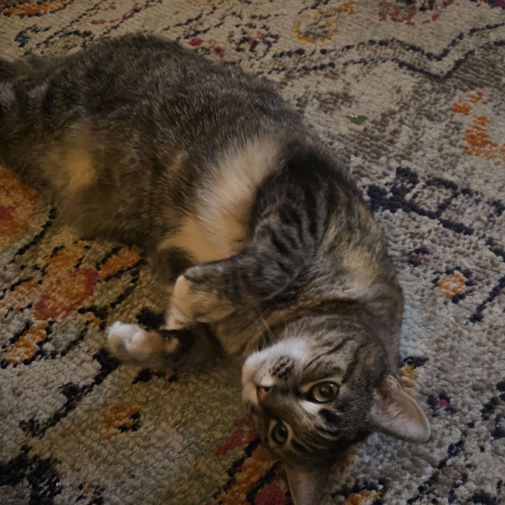 Enlarge Eloise, a Adoptable Domestic Short Hair in Las Vegas, NV image 6/6