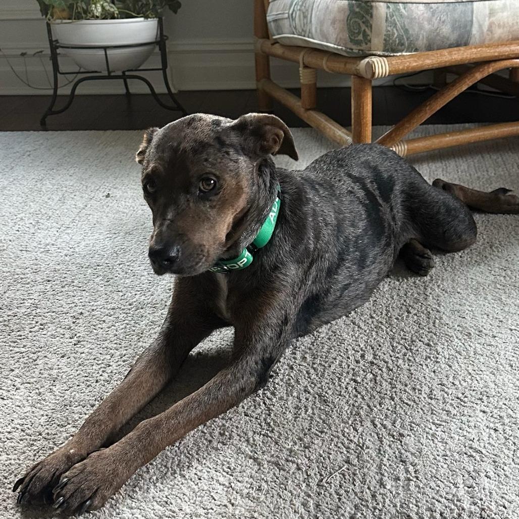 Marge, Adoptable, Adult Female Mixed Breed.