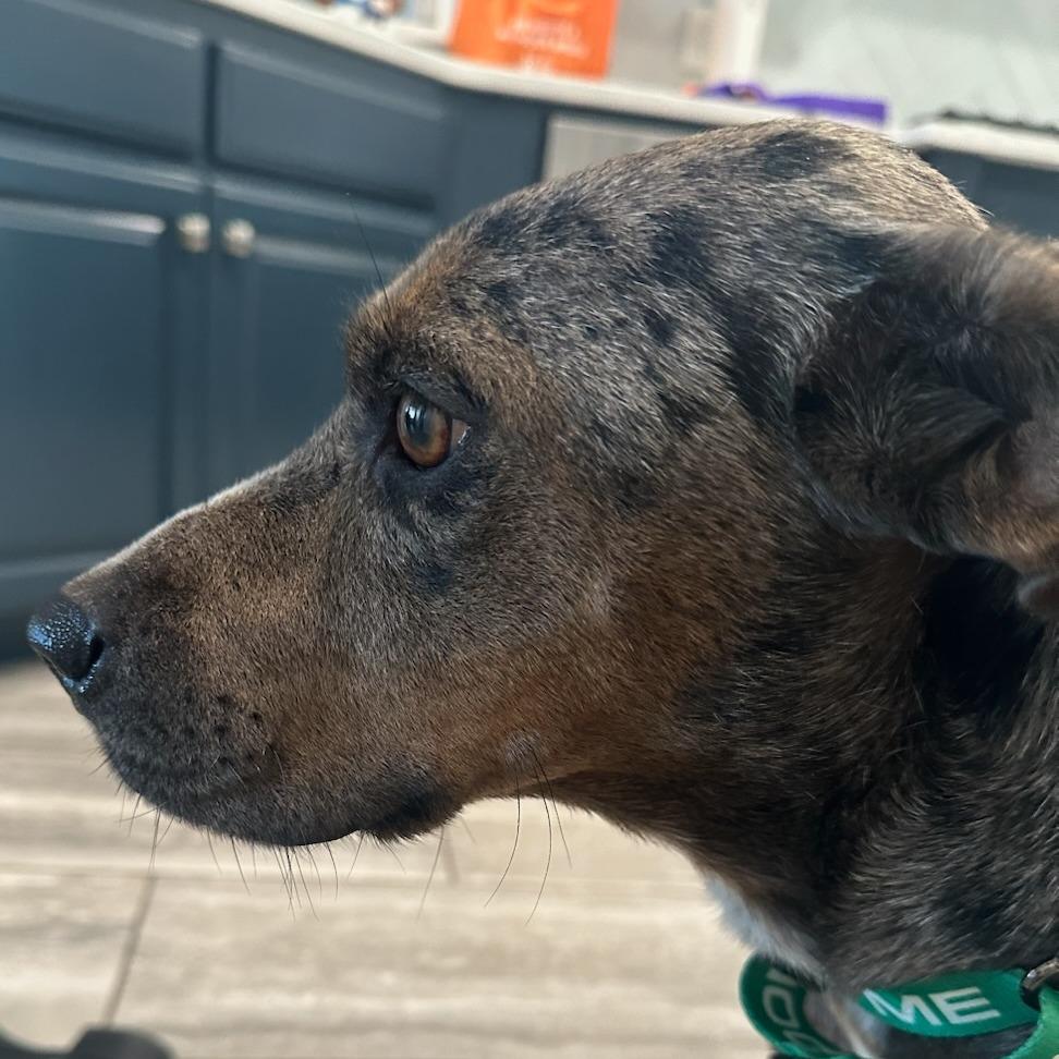 Marge, a Adoptable Mixed Breed in Bentonville, AR image 2/4