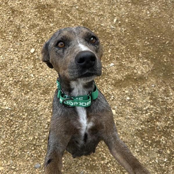 Marge, a Adoptable Mixed Breed in Bentonville, AR image 3/4