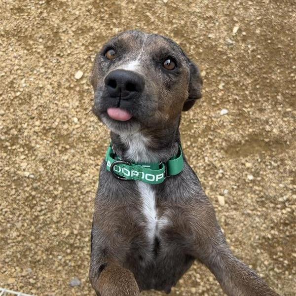 Marge, a Adoptable Mixed Breed in Bentonville, AR image 4/4
