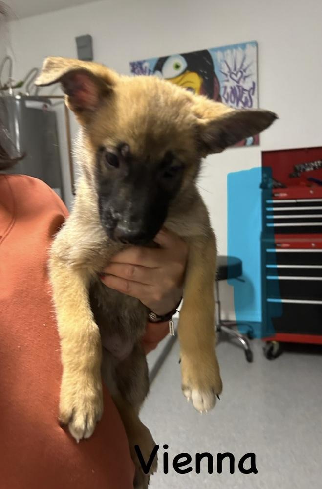 Worldwide Woofs Litter - Vienna located in Arizona