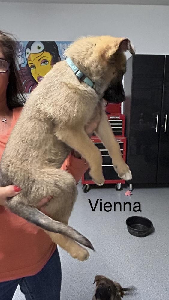 Worldwide Woofs Litter - Vienna located in Arizona — thumbnail 2