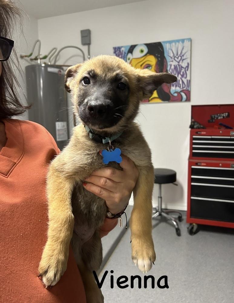 Worldwide Woofs Litter - Vienna located in Arizona — thumbnail 3