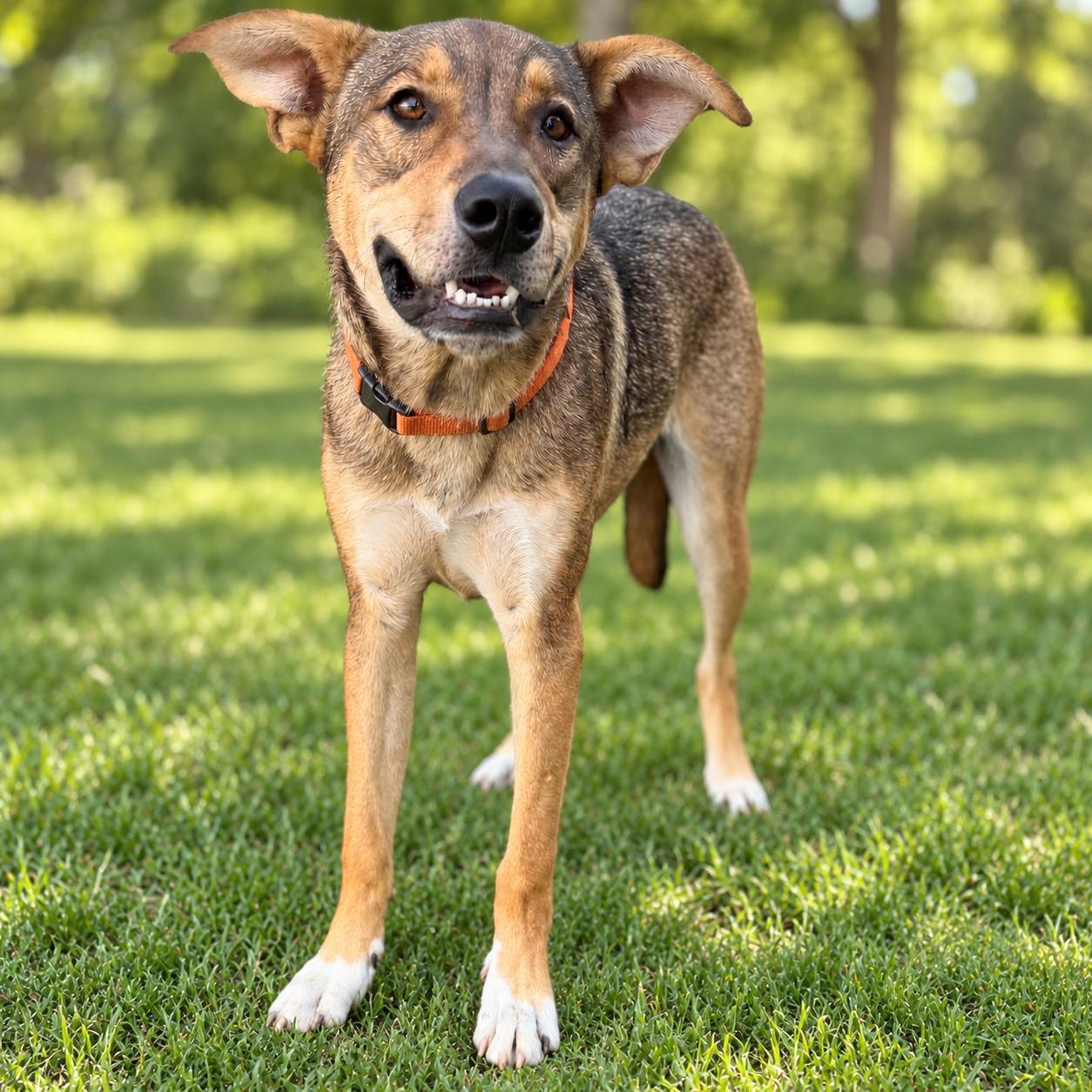 Pickle, Adoptable, Young Male German Shepherd Dog.