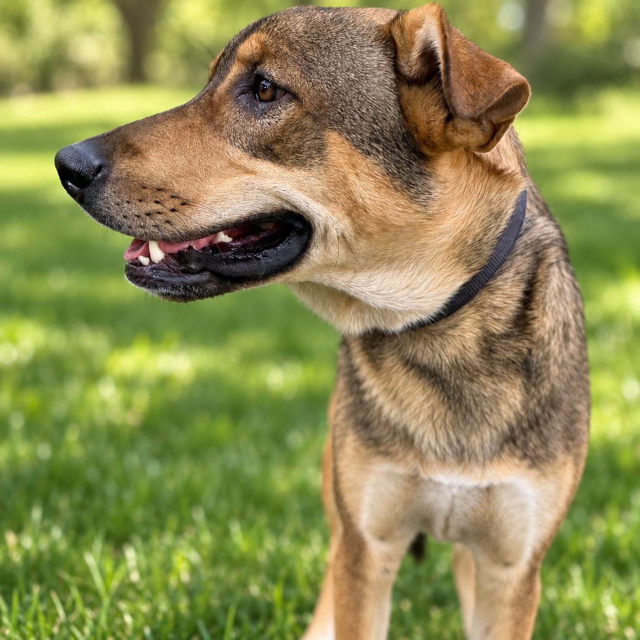 Enlarge Pickle, a Adoptable mixed breed in MURRIETA, CA image 3/6