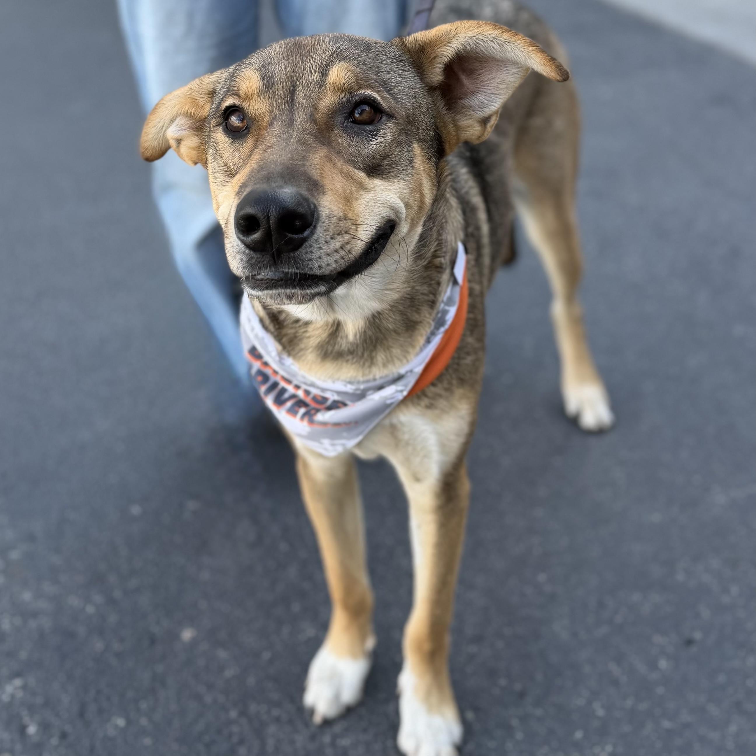 Enlarge Pickle, a Adoptable mixed breed in MURRIETA, CA image 5/6