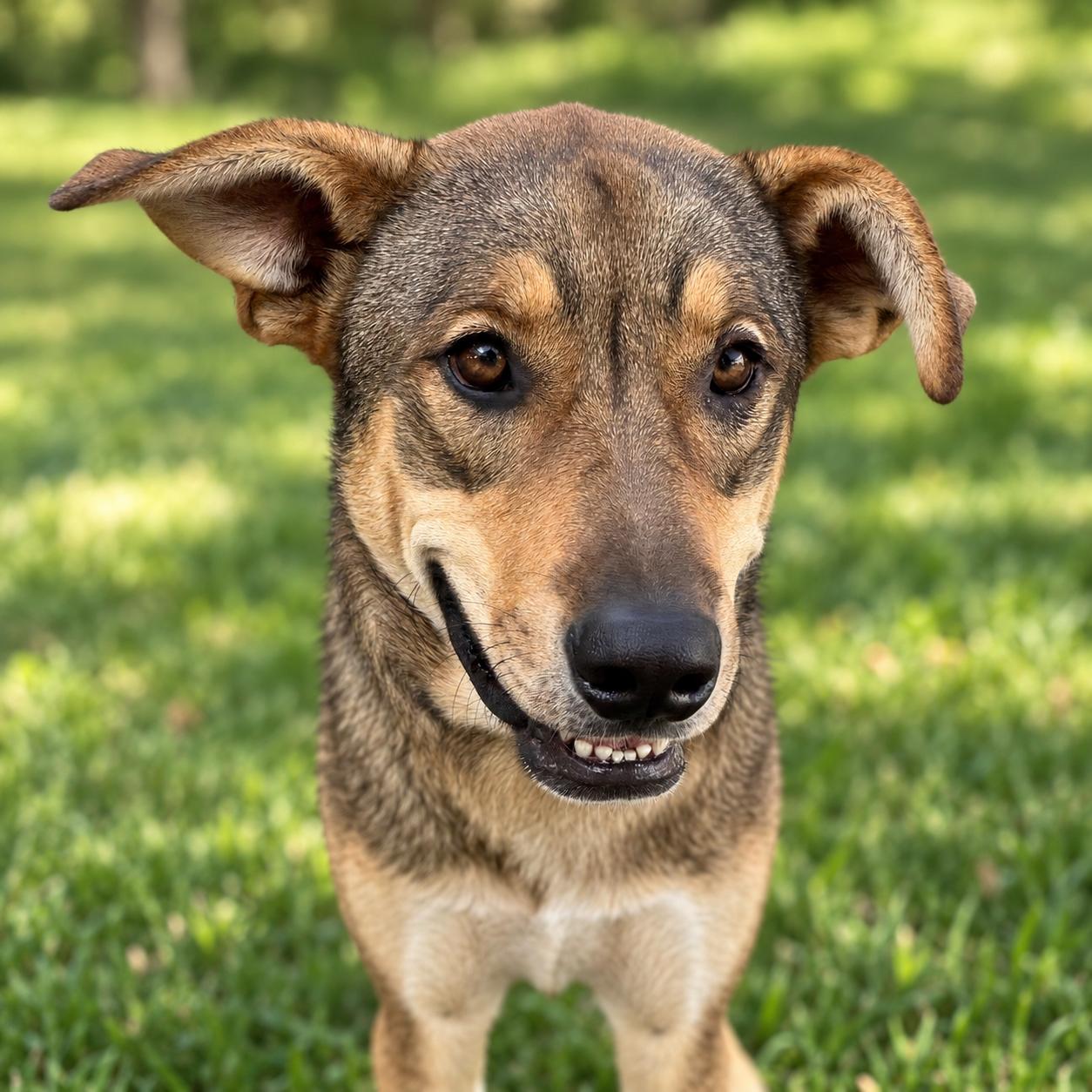 Enlarge Pickle, a Adoptable mixed breed in MURRIETA, CA image 4/6