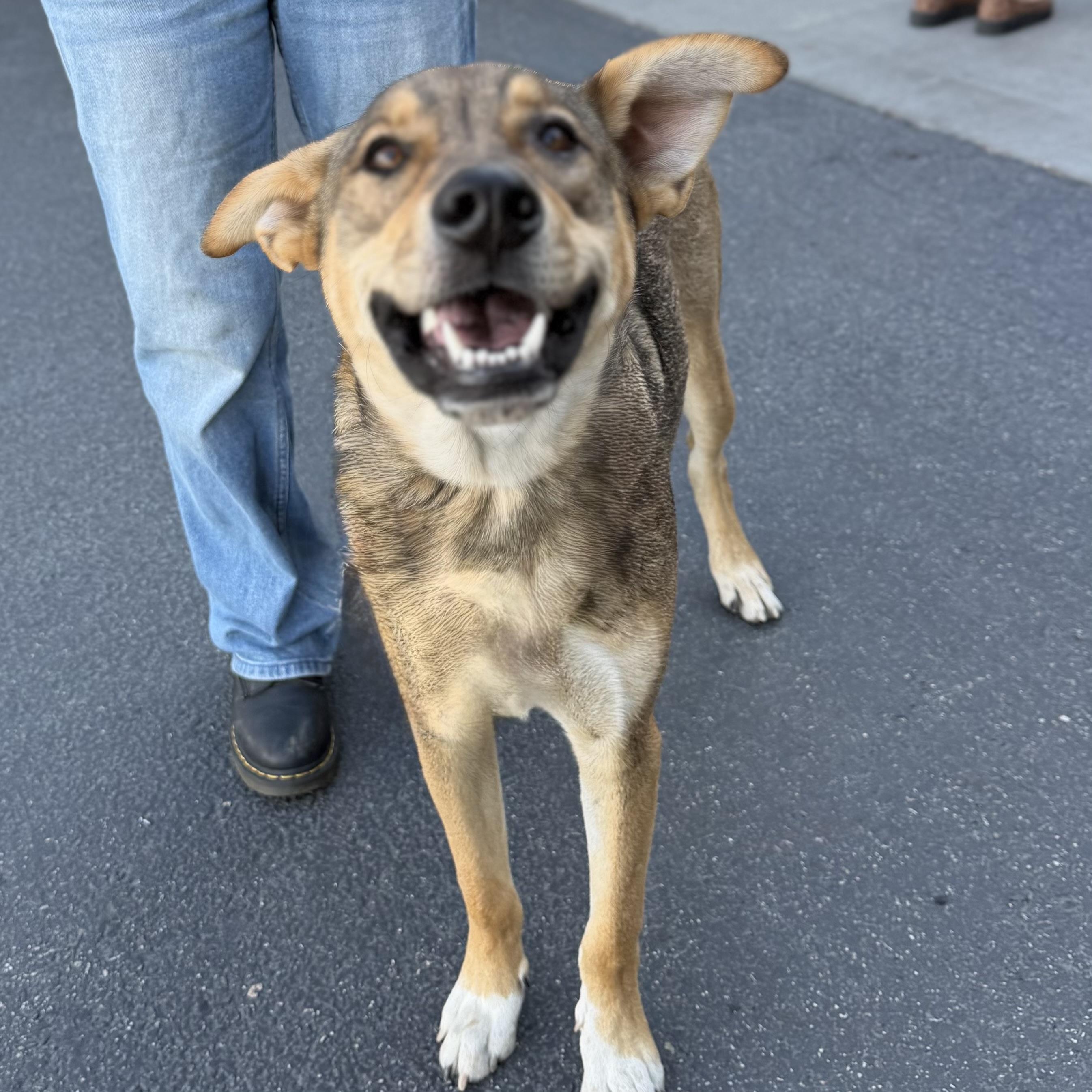 Enlarge Pickle, a Adoptable mixed breed in MURRIETA, CA image 6/6
