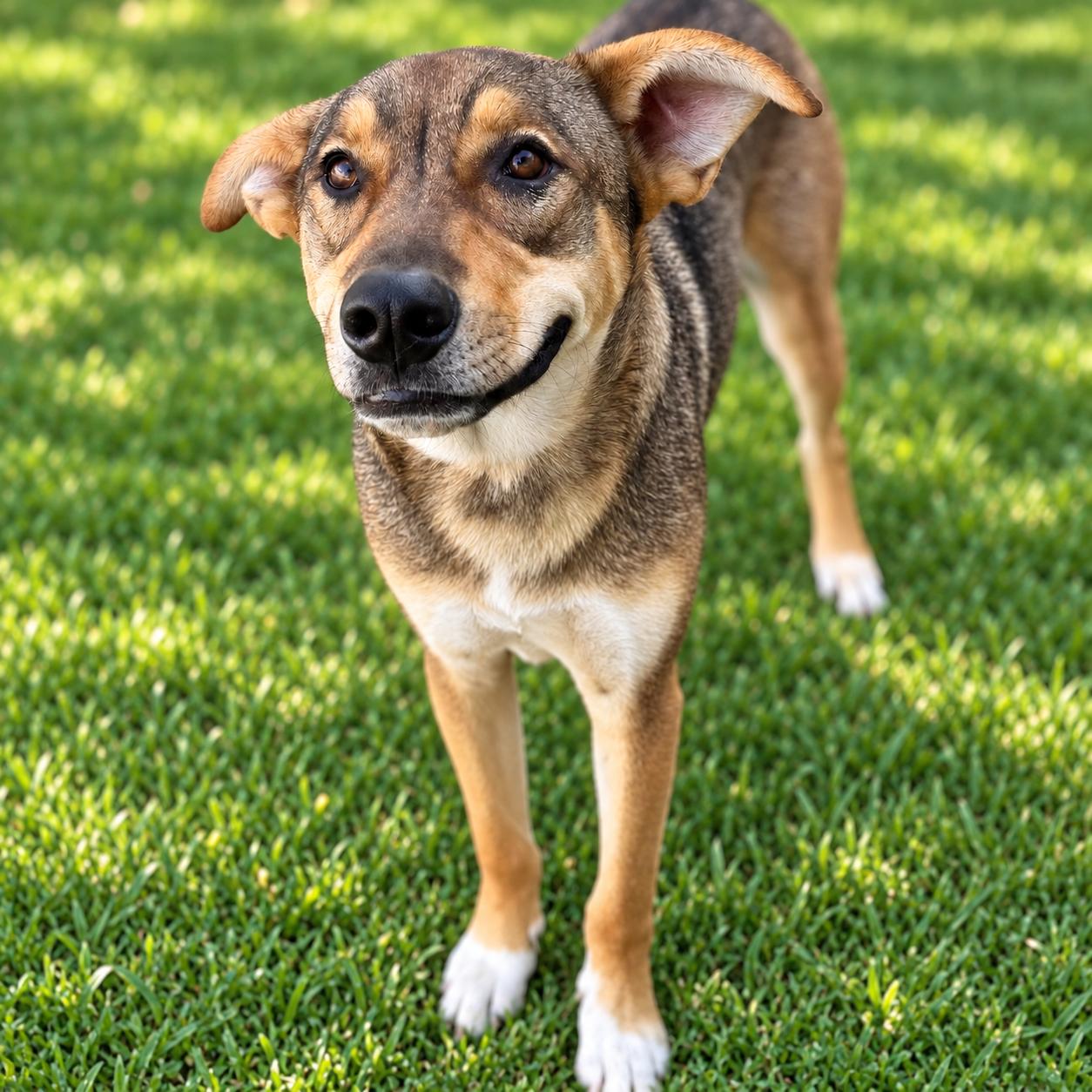Enlarge Pickle, a Adoptable mixed breed in MURRIETA, CA image 2/6
