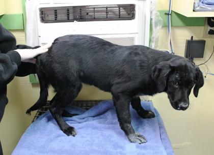 Monica, Adoptable, Puppy Female Labrador Retriever & Mixed Breed.