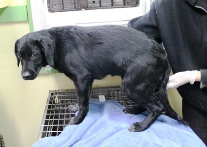 Monica, a Adoptable mixed breed in Picayune, MS image 2/3