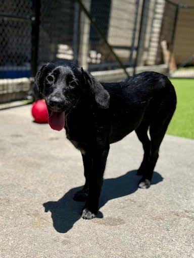 Monica, a Adoptable mixed breed in Picayune, MS image 3/3