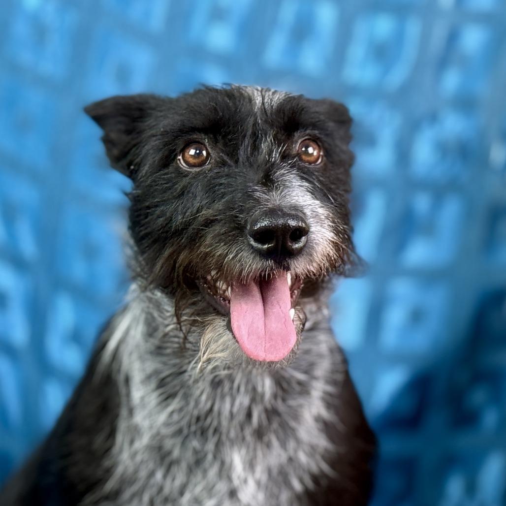 Enlarge Delaney - playful sweet terrier mix, an adopted mixed breed in Chelsea, MI image 4/6