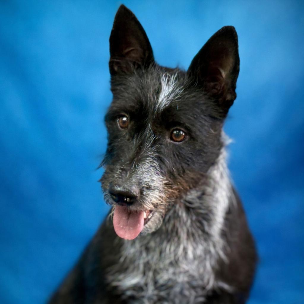 Enlarge Delaney - playful sweet terrier mix, an adopted mixed breed in Chelsea, MI image 2/6