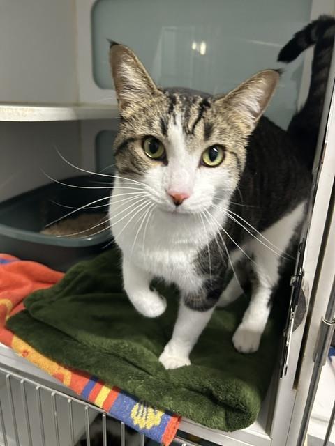 Sir Ollie (Adoption Fee Sponsored) photo
