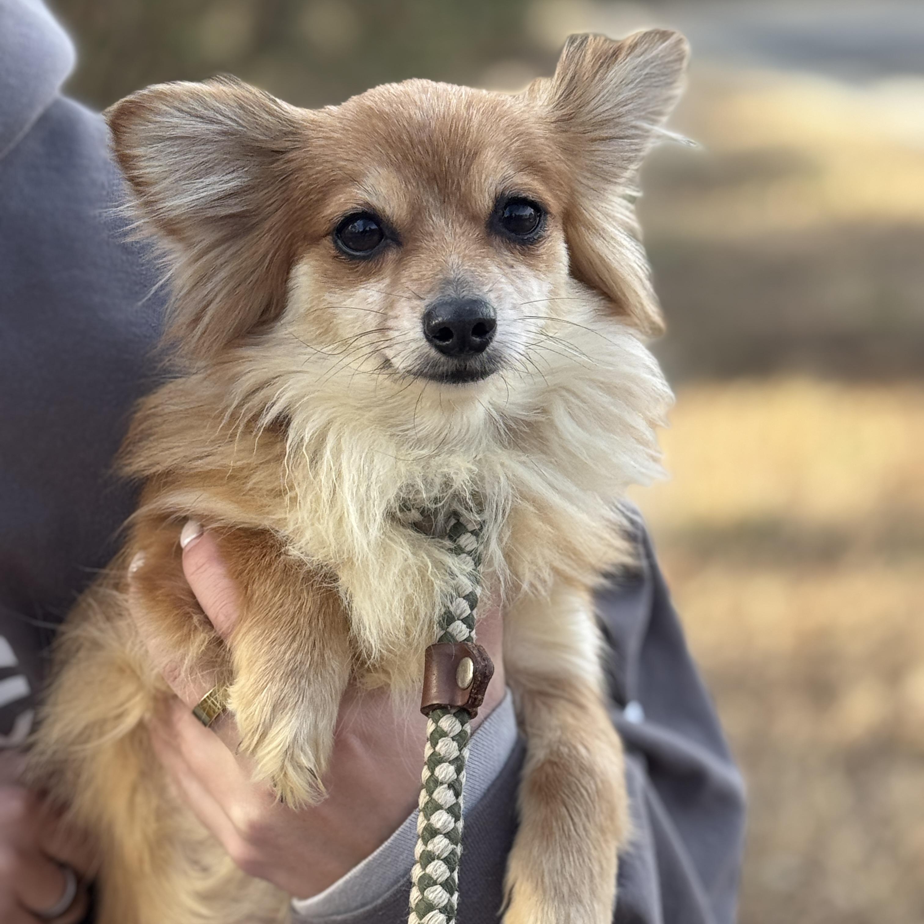 Posey, a ADOPTABLE mixed breed in Richmond, VA image 5/6