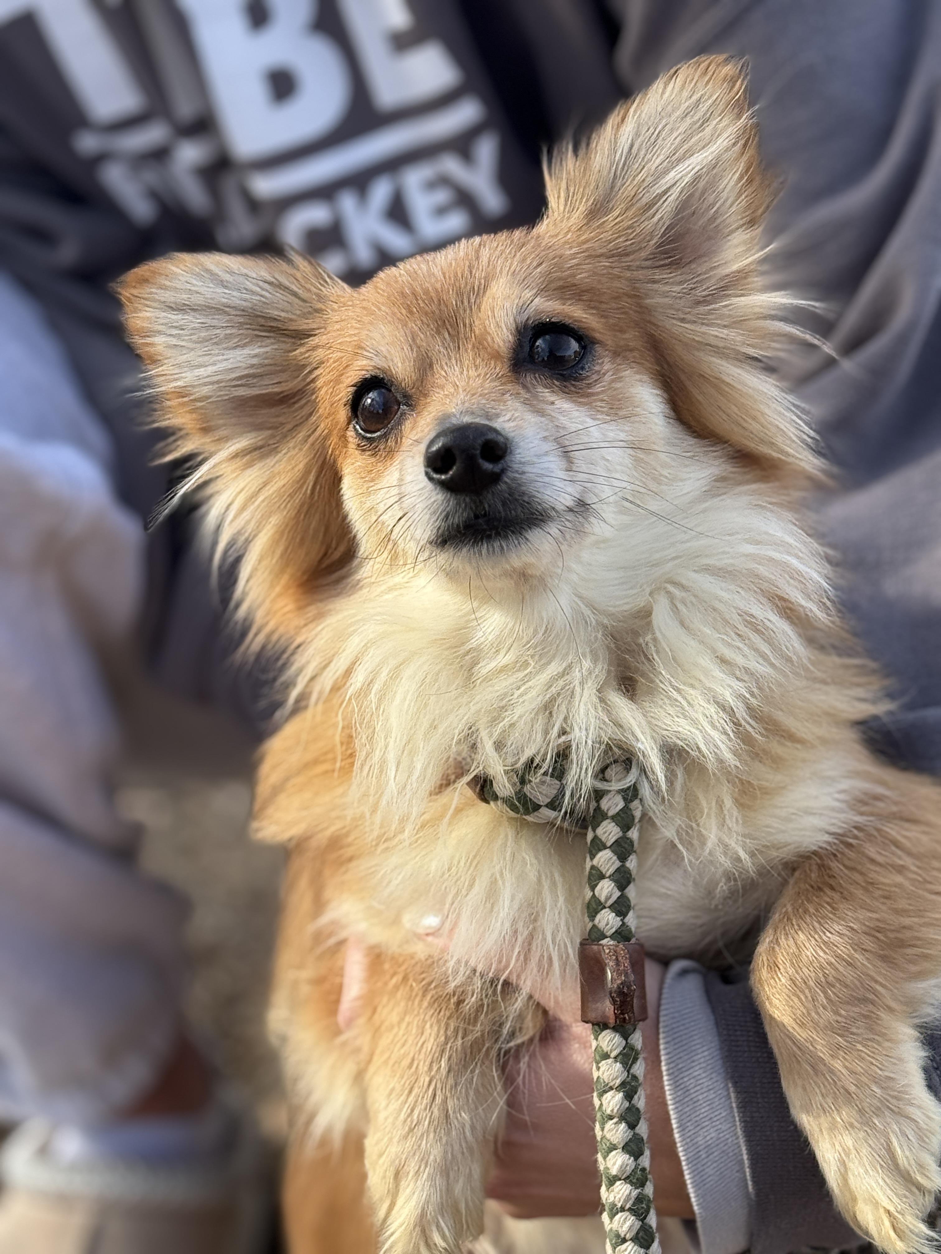 Posey, a ADOPTABLE mixed breed in Richmond, VA image 4/6