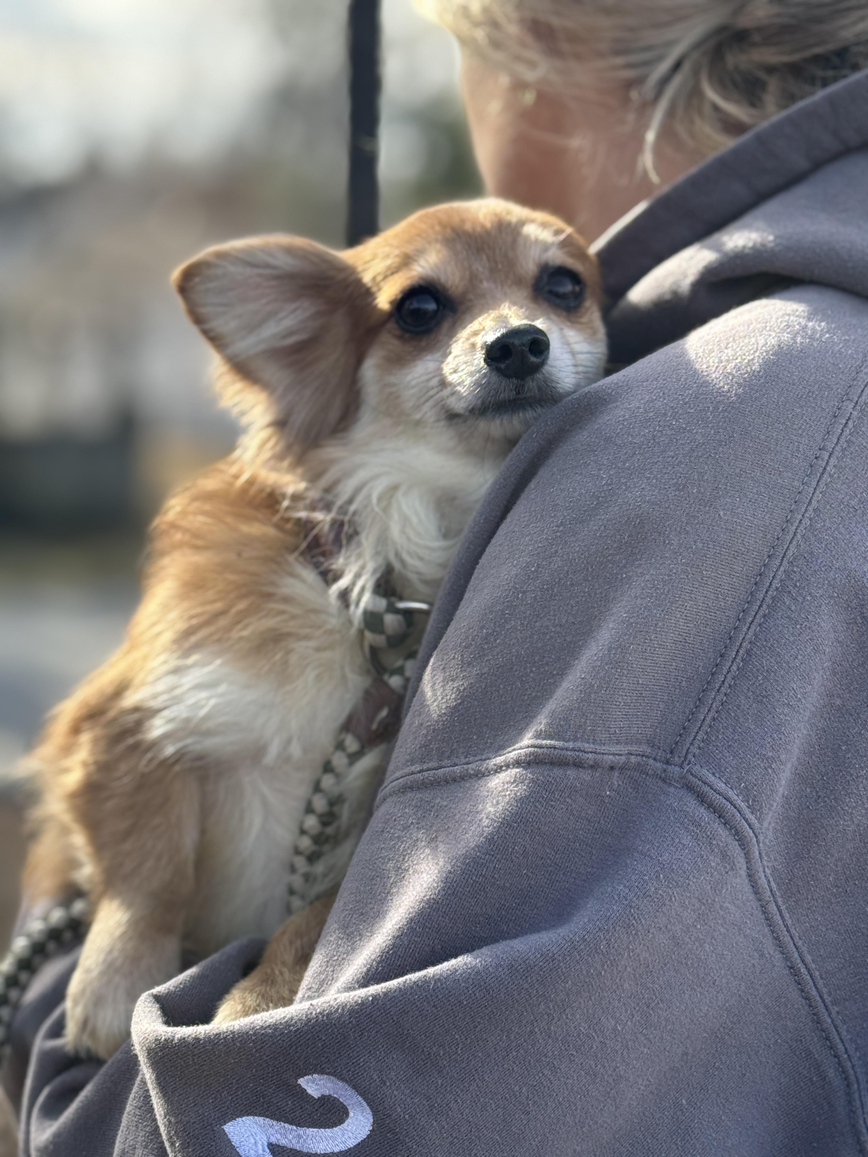 Posey, a ADOPTABLE mixed breed in Richmond, VA image 6/6