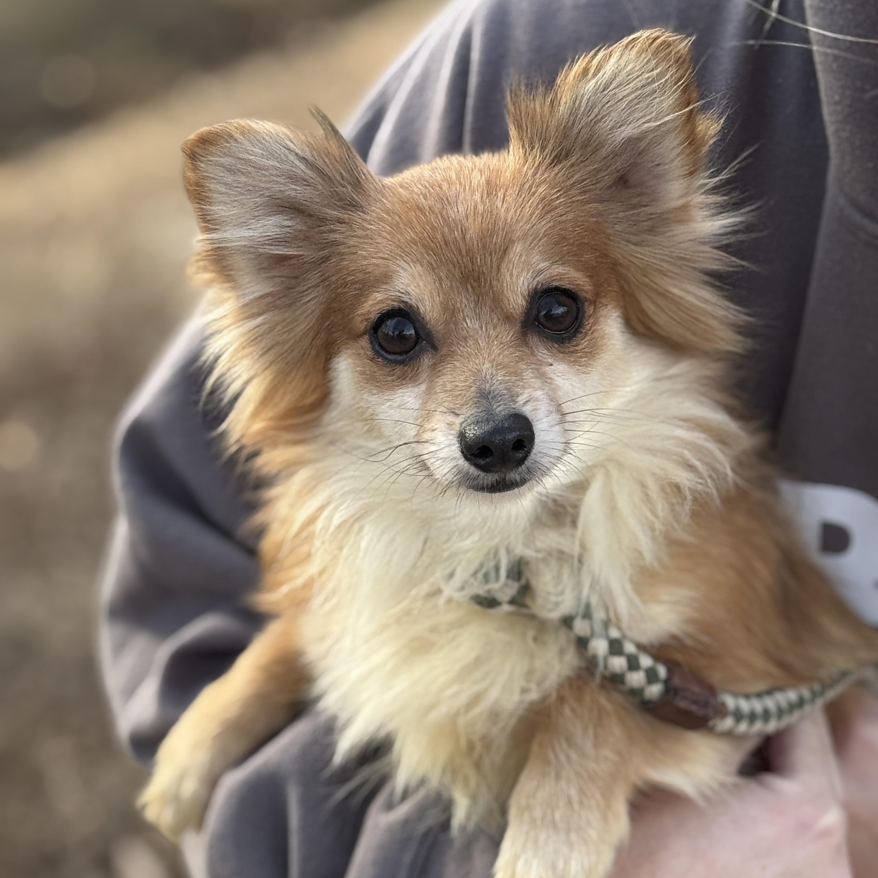 Posey, a ADOPTABLE mixed breed in Richmond, VA image 1/6